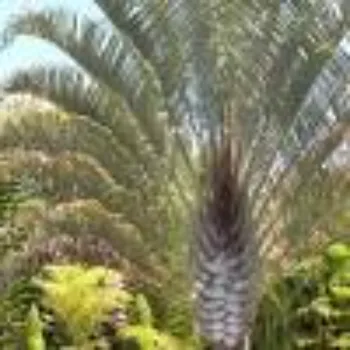 Natural Palm Trees